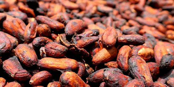 cacao guatemala