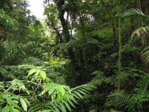 Consultoría en Medio Ambiente Guatemala