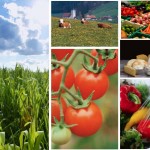 Normas ISO 14000 Agroindustria Guatemala ISO 14001 para el sector agroindustrial en Guatemala